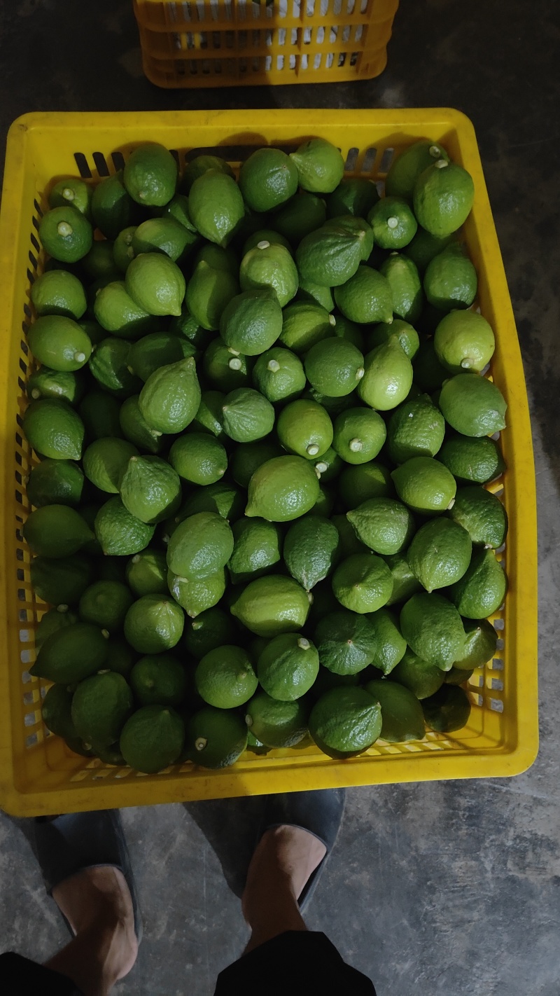 广东无籽香水柠檬