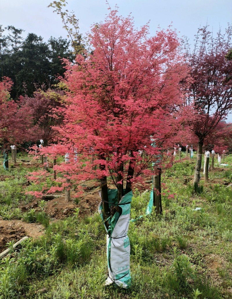 三季红枫、日本红枫、鸡爪槭、泰乐、黄金流泉、羽毛枫、