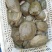 湖南常德鲜活甲鱼一手货源V***********