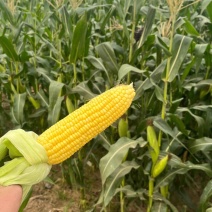 （优质）水果玉米🌽无虫眼、个头大、满顶、欢迎来电