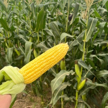 （优质）水果玉米🌽无虫眼、个头大、满顶、欢迎来电