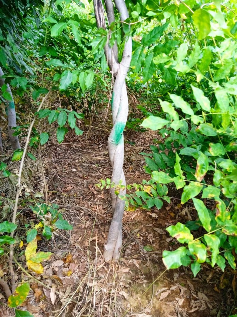 紫藤花树苗紫藤萝爬藤植物花苗老桩四季盆栽开花芳香庭院耐寒