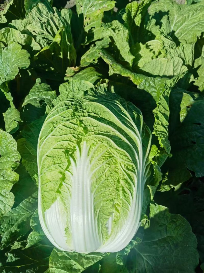 黄心白菜货源充足有需要的联系我