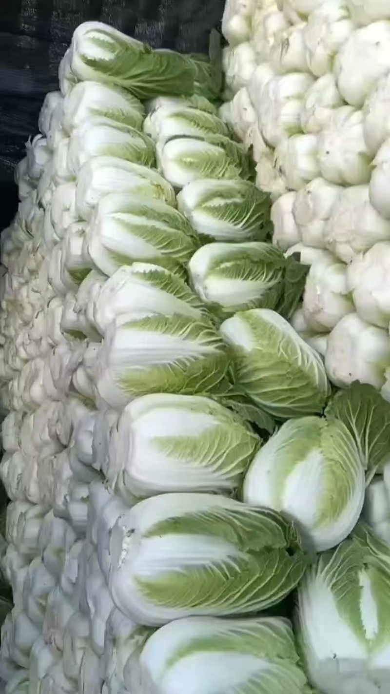 黄心白菜货源充足有需要的联系我
