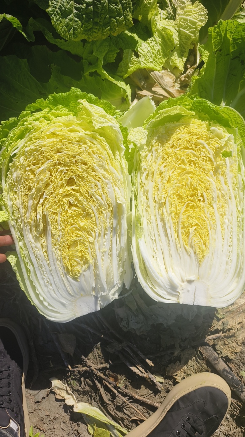 黄心白菜货源充足有需要的联系我