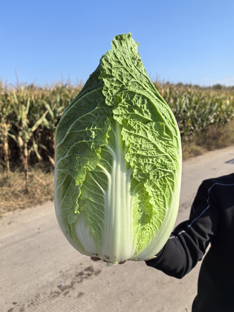 黄心白菜货源充足有需要的联系我