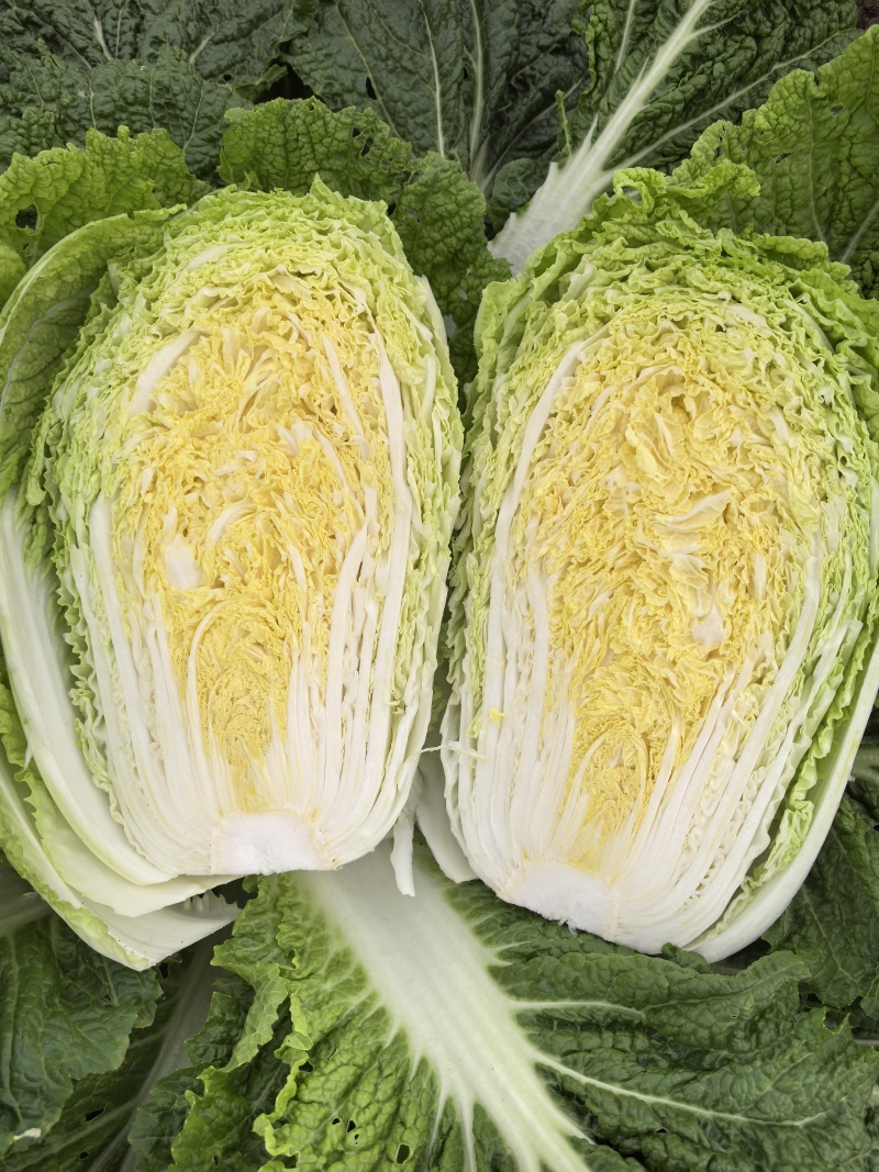 黄心白菜货源充足有需要的联系我