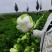 【推荐】宁夏黄心白菜供应市场商超电商量大价优