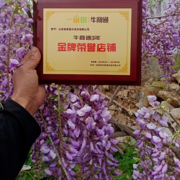 日本长穗紫藤萝花苗爬藤植物藤蔓紫藤花树苗盆栽老桩四季开花