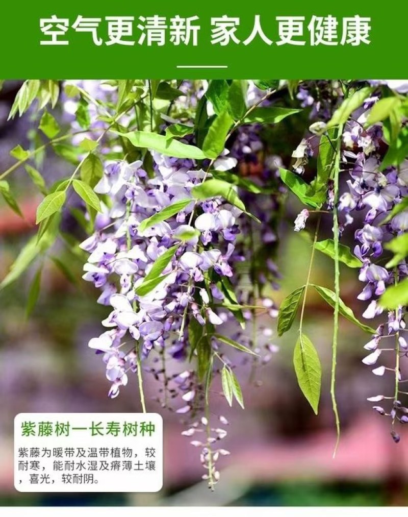 日本长穗紫藤萝花苗爬藤植物藤蔓紫藤花树苗盆栽老桩四季开花