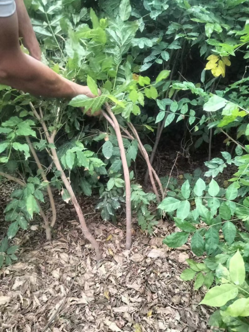 日本长穗紫藤萝花苗爬藤植物藤蔓紫藤花树苗盆栽老桩四季开花