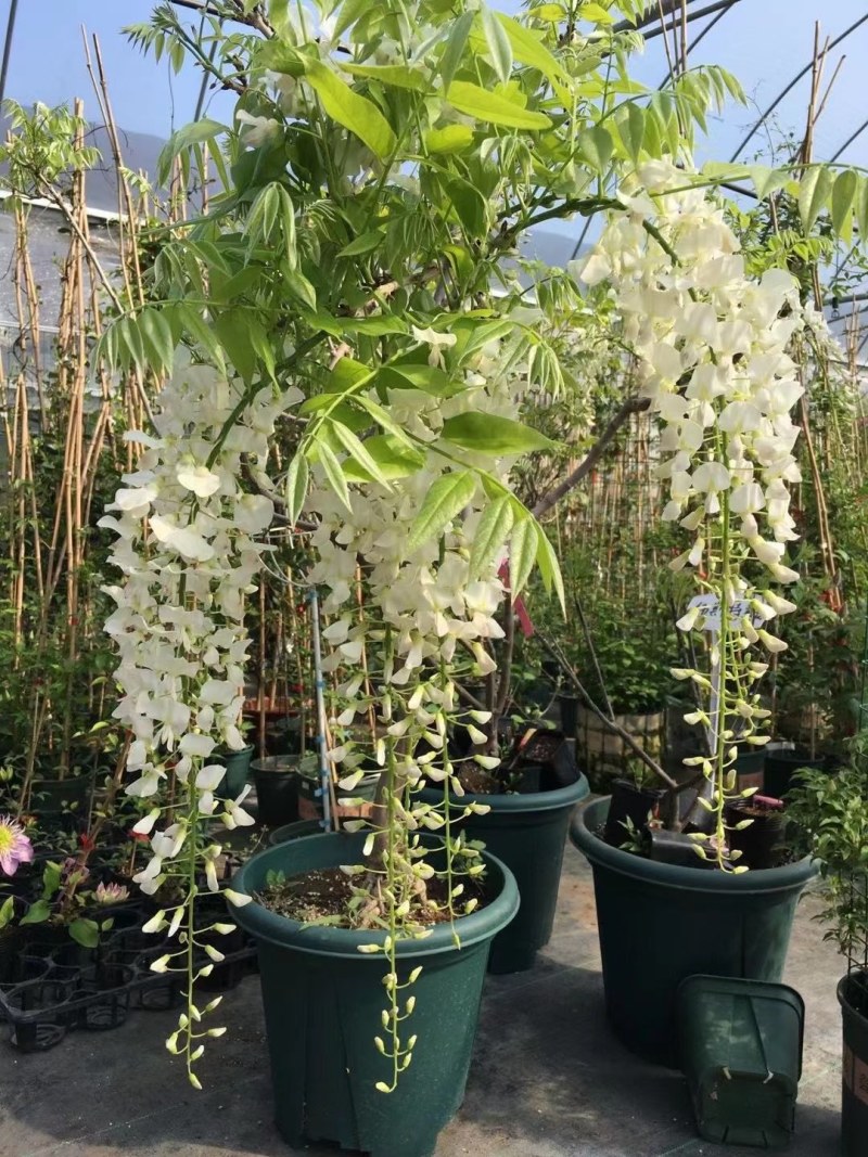 日本长穗紫藤萝花苗爬藤植物藤蔓紫藤花树苗盆栽老桩四季开花