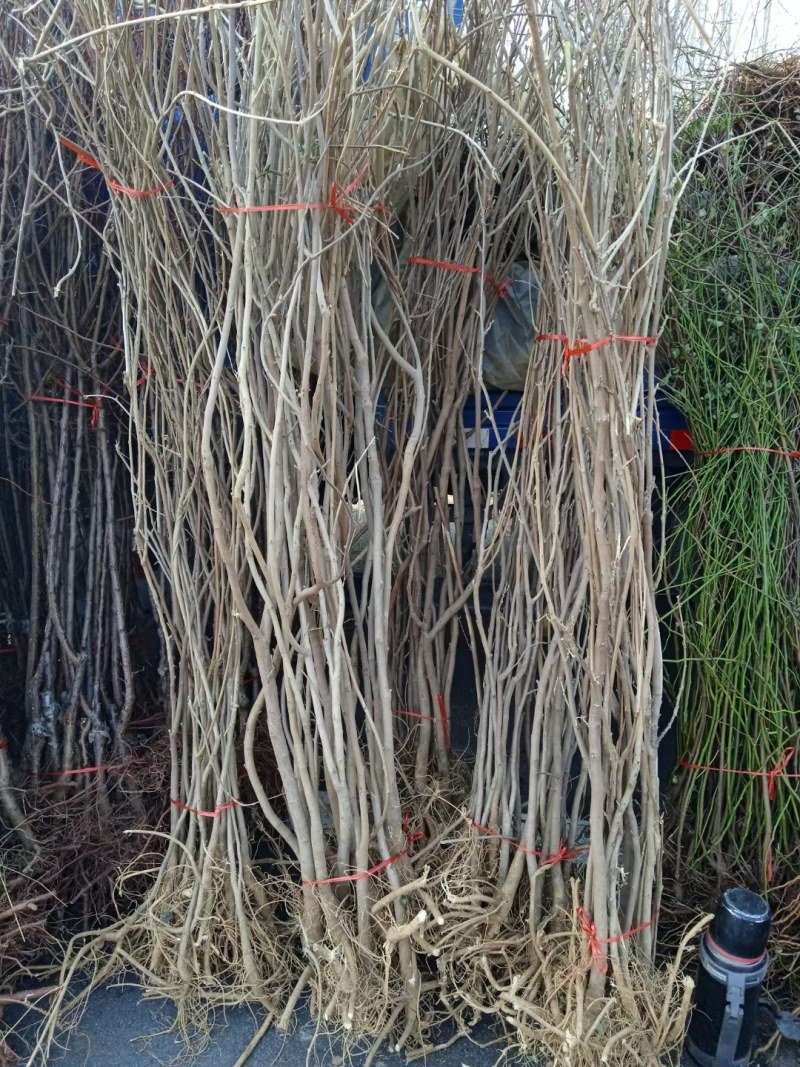 日本长穗紫藤萝花苗爬藤植物藤蔓紫藤花树苗盆栽老桩四季开花