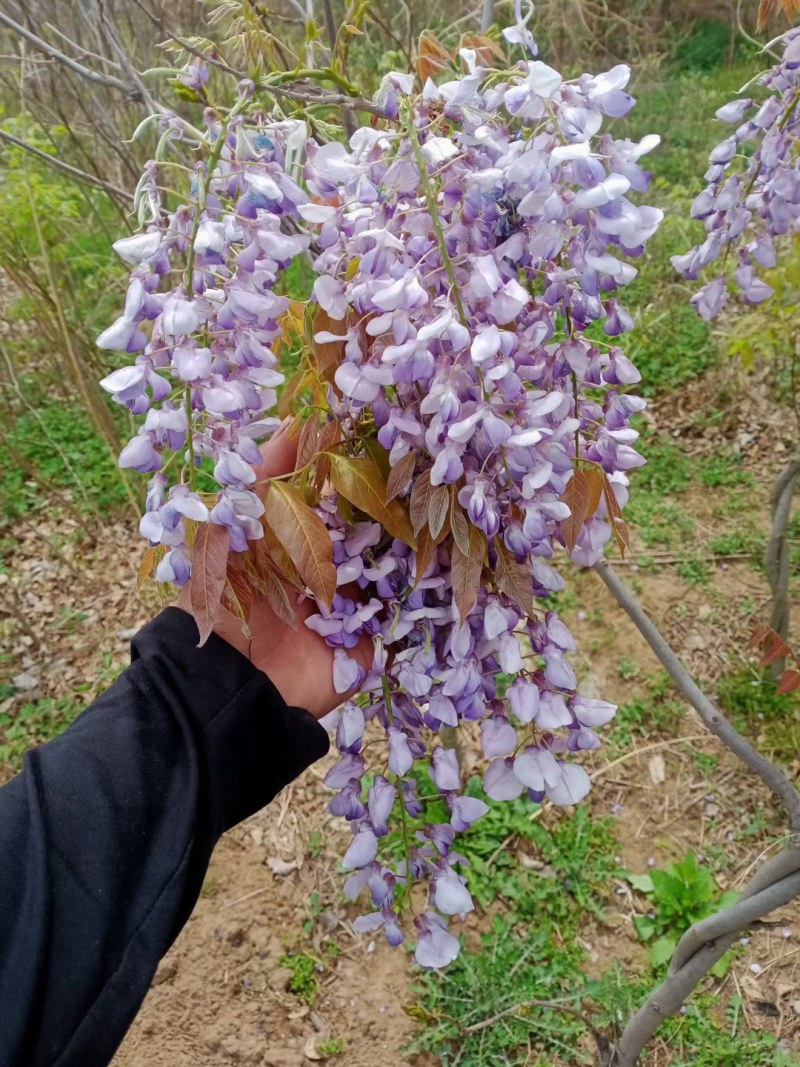 日本长穗紫藤萝花苗爬藤植物藤蔓紫藤花树苗盆栽老桩四季开花