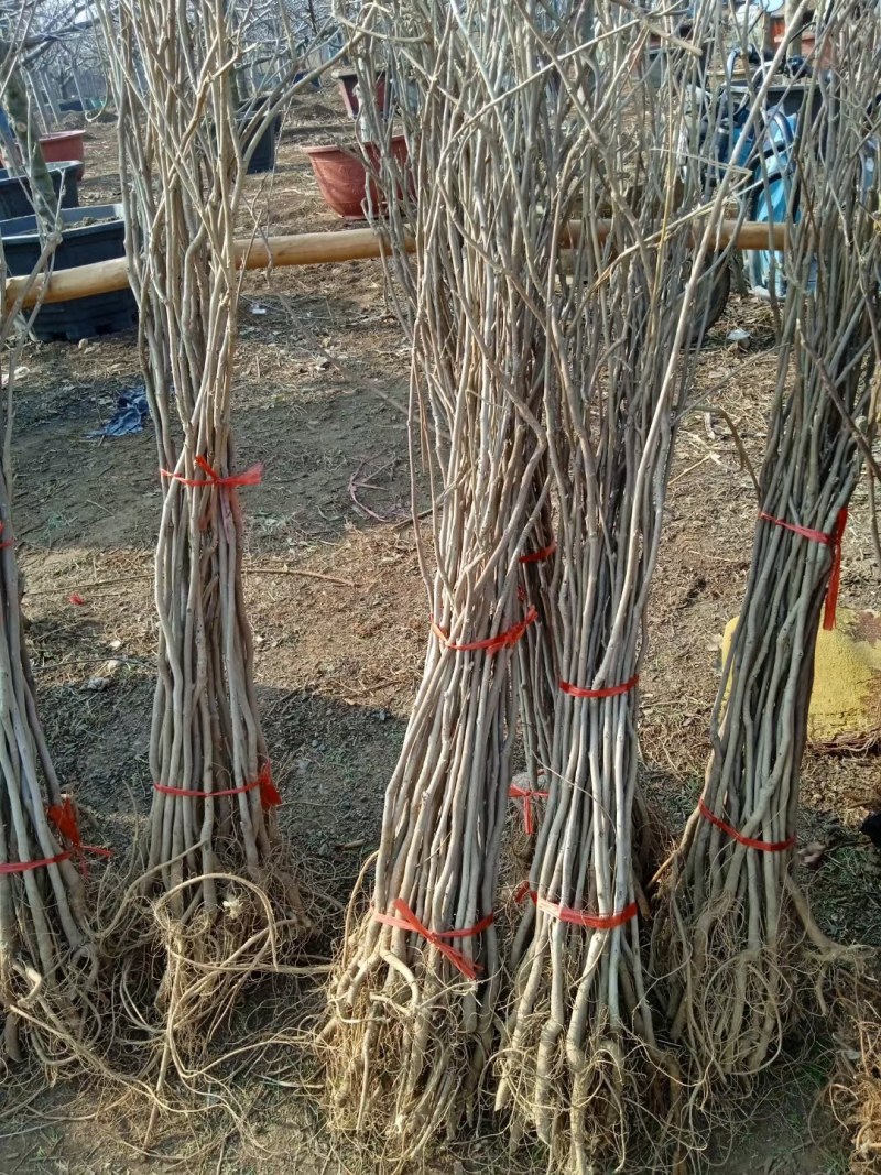日本长穗紫藤萝花苗爬藤植物藤蔓紫藤花树苗盆栽老桩四季开花