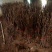 无花果树苗波姬红大果新品种耐寒耐旱盆栽地栽南北方种植当年