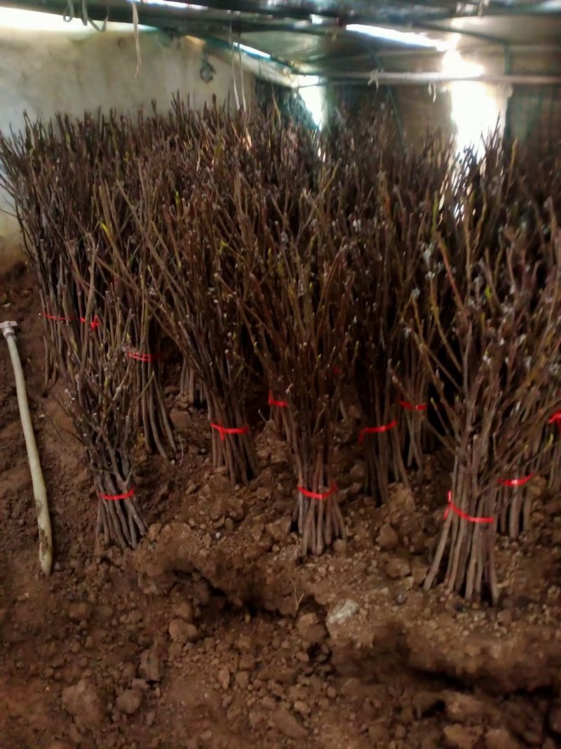 无花果树苗波姬红大果新品种耐寒耐旱盆栽地栽南北方种植当年