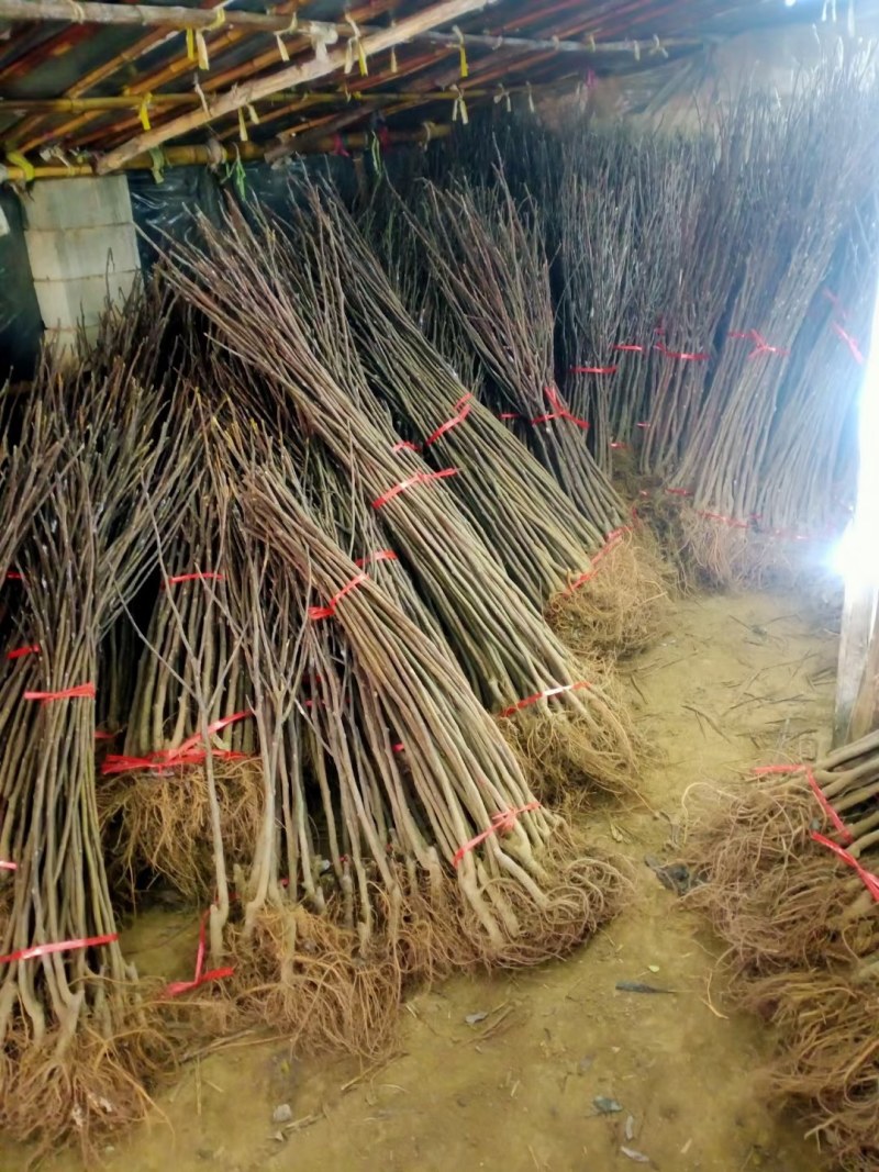 无花果树苗波姬红大果新品种耐寒耐旱盆栽地栽南北方种植当年