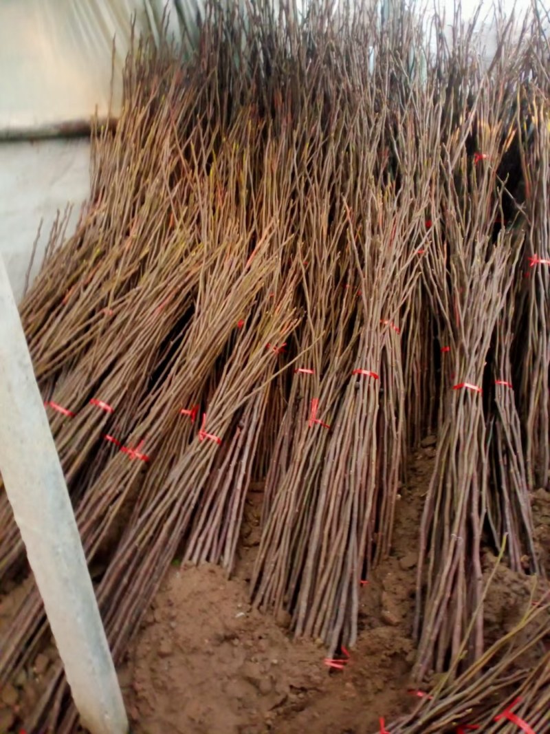 无花果树苗波姬红大果新品种耐寒耐旱盆栽地栽南北方种植当年