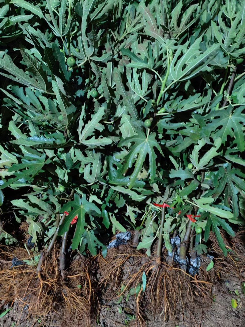 无花果树苗波姬红大果新品种耐寒耐旱盆栽地栽南北方种植当年