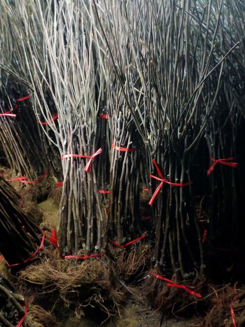 无花果树苗波姬红大果新品种耐寒耐旱盆栽地栽南北方种植当年