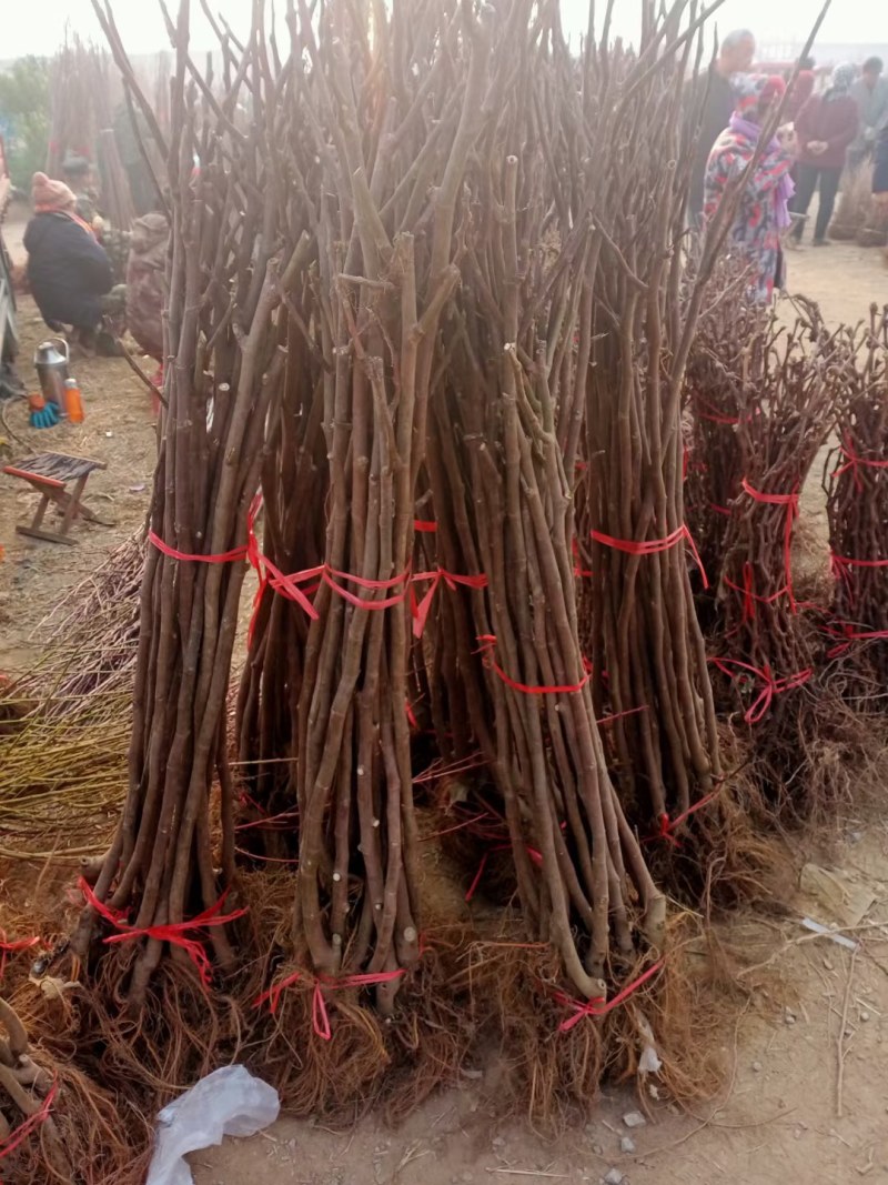 无花果树苗波姬红大果新品种耐寒耐旱盆栽地栽南北方种植当年