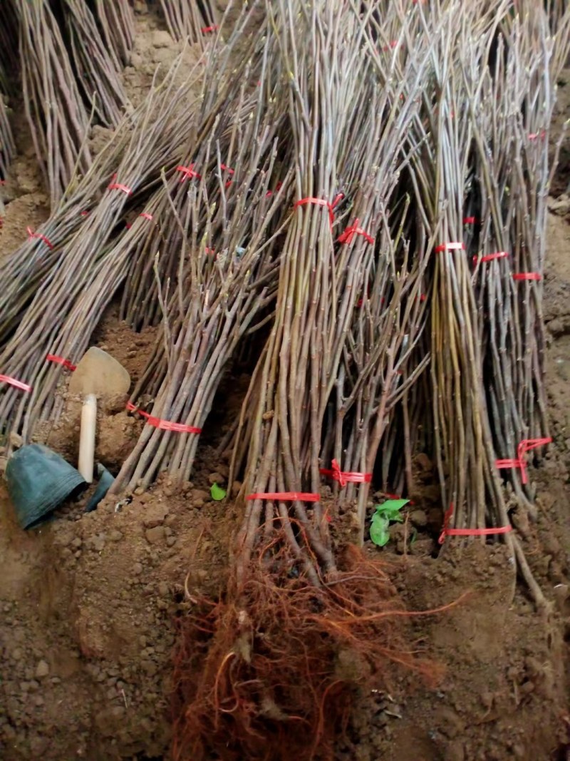 无花果树苗波姬红大果新品种耐寒耐旱盆栽地栽南北方种植当年