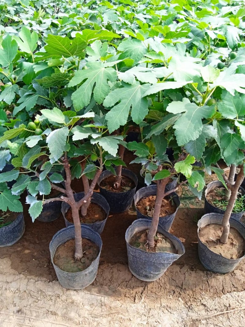无花果树苗波姬红大果新品种耐寒耐旱盆栽地栽南北方种植当年