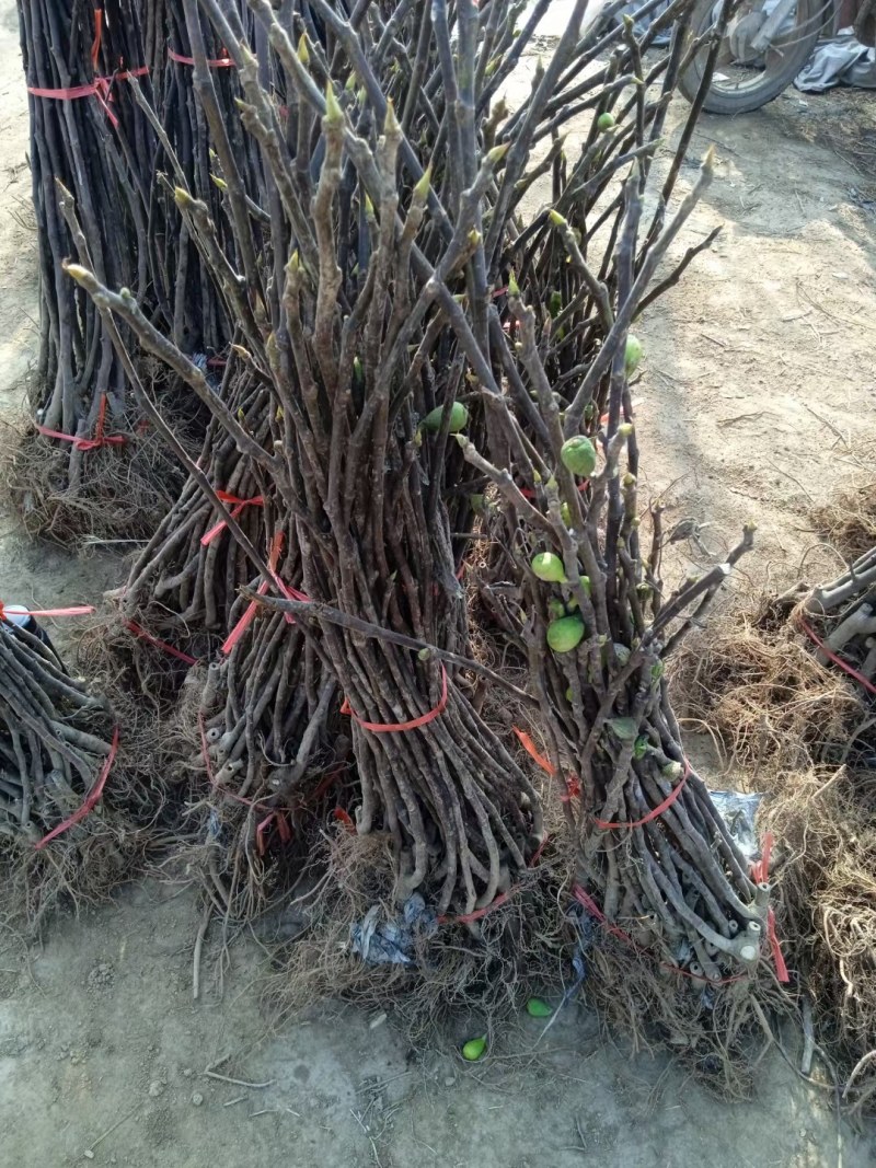 无花果树苗波姬红大果新品种耐寒耐旱盆栽地栽南北方种植当年