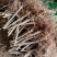 无花果树苗波姬红大果新品种耐寒耐旱盆栽地栽南北方种植当年