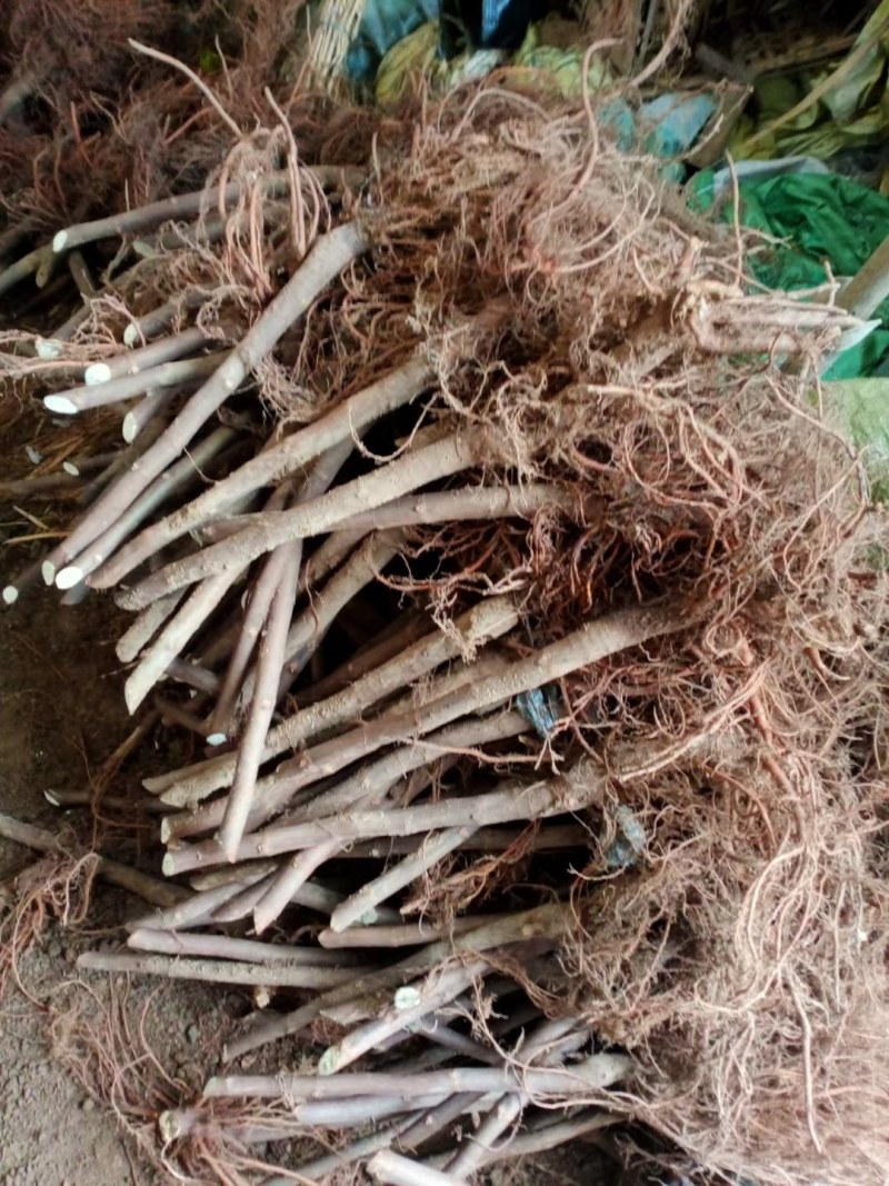 无花果树苗波姬红大果新品种耐寒耐旱盆栽地栽南北方种植当年