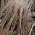 无花果树苗波姬红大果新品种耐寒耐旱盆栽地栽南北方种植当年