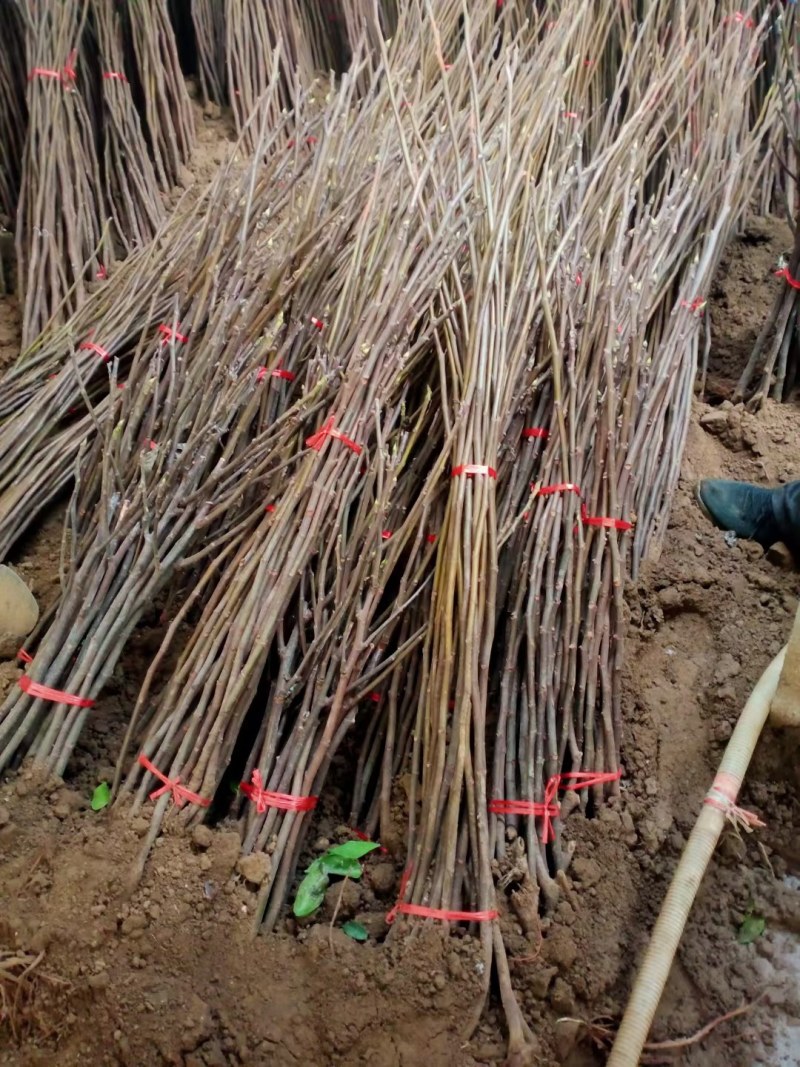 无花果树苗波姬红大果新品种耐寒耐旱盆栽地栽南北方种植当年