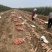 龙九龙薯九红薯自家种植品种齐全价格实惠质量保证