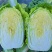 【精选】宁夏银川黄心白菜供应市场商超电商量大价优