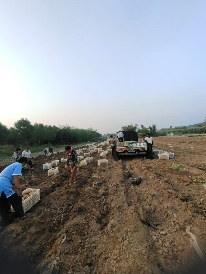 龙九龙薯九红薯自家种植品种齐全价格实惠质量保证