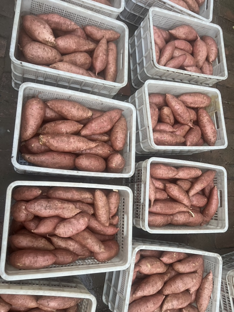 龙九龙薯九红薯自家种植品种齐全价格实惠质量保证