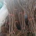 无花果树苗波姬红大果耐旱耐寒大盆栽庭院阳台南北方种植包邮