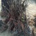 无花果树苗波姬红大果耐旱耐寒大盆栽庭院阳台南北方种植包邮