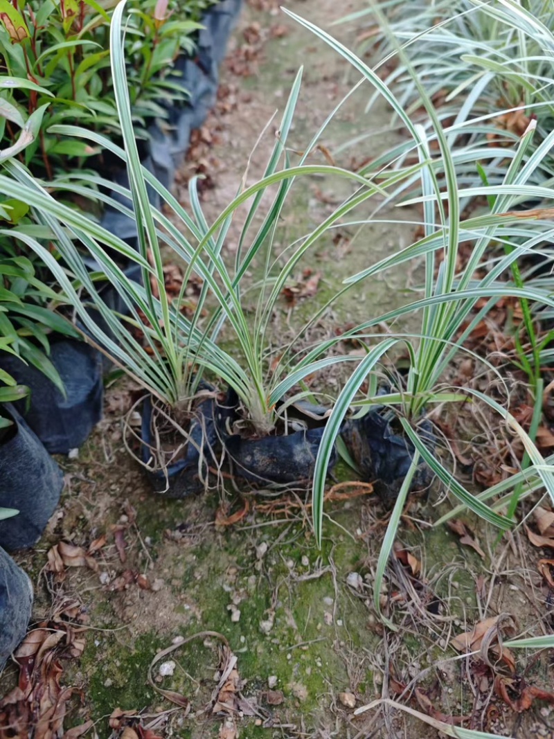 沿阶草高度15-25cm