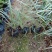 沿阶草高度15-25cm