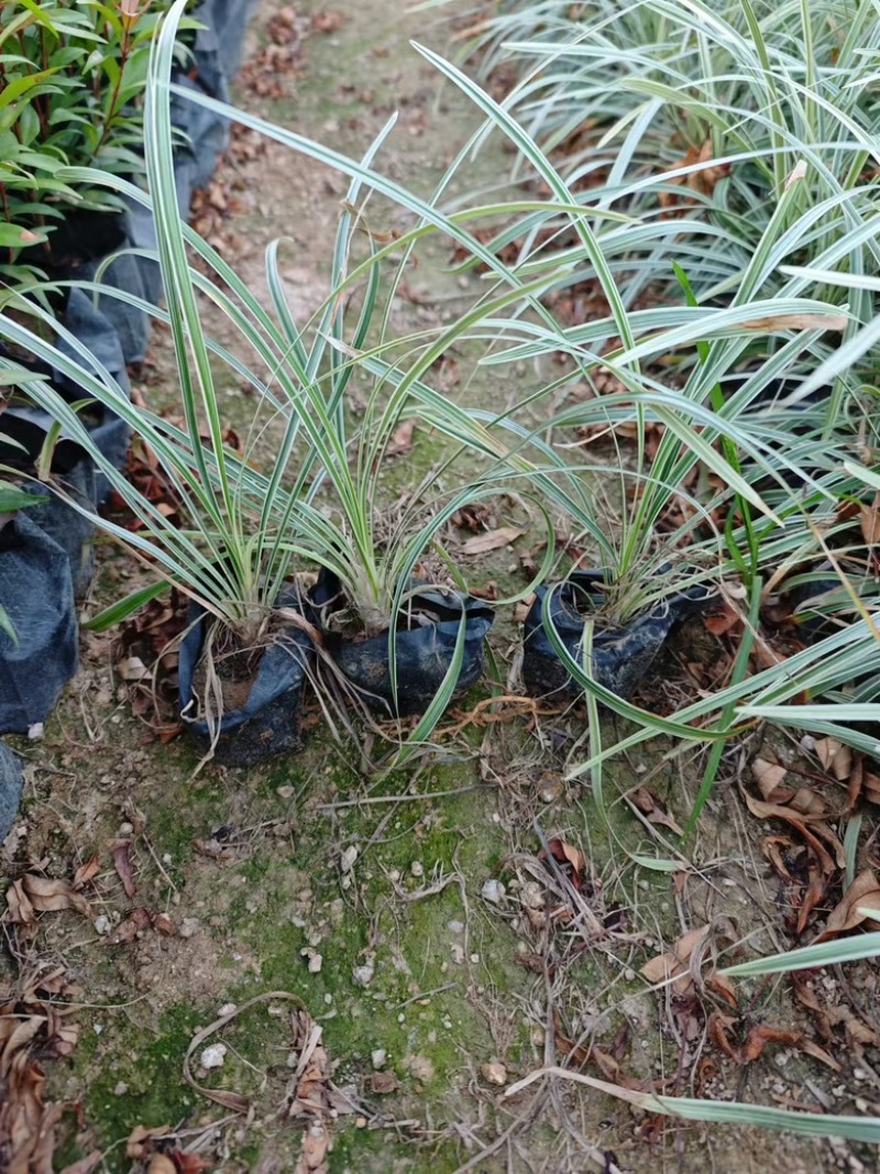 沿阶草高度15-25cm