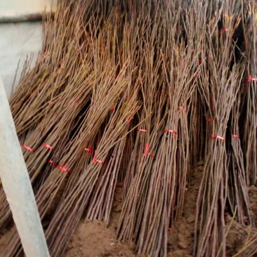 无花果树苗波姬红大果耐旱耐寒大盆栽庭院阳台南北方种植包邮