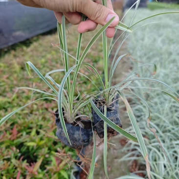 沿阶草高度15-25cm