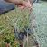 沿阶草高度15-25cm
