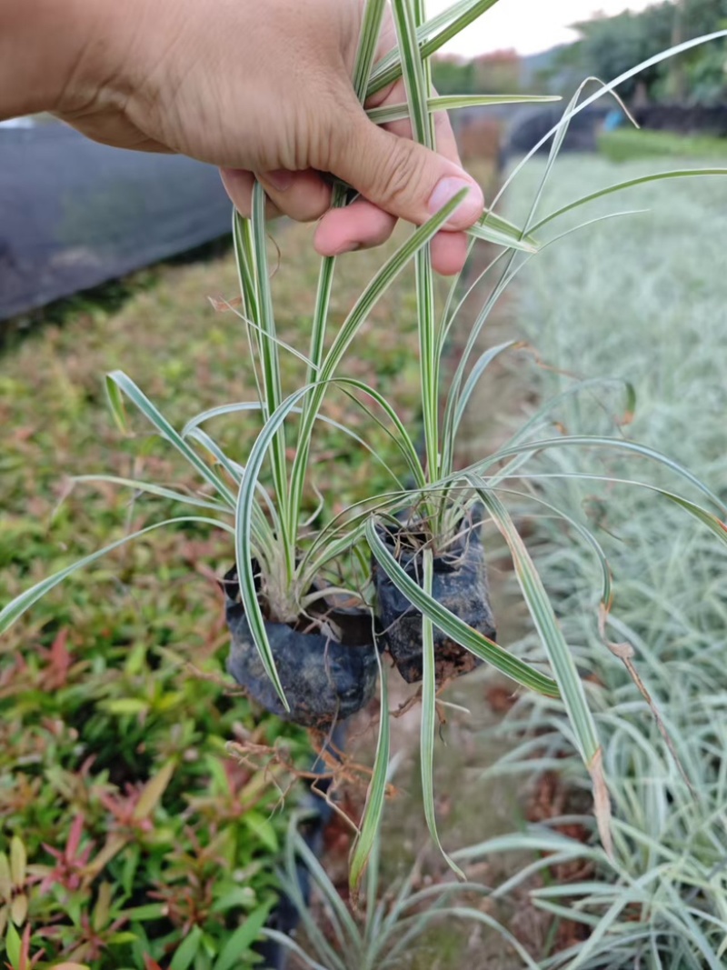 沿阶草高度15-25cm
