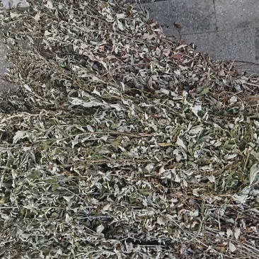 艾草，生在荒土之中，正在热卖之中，对各位需要的起着相当作