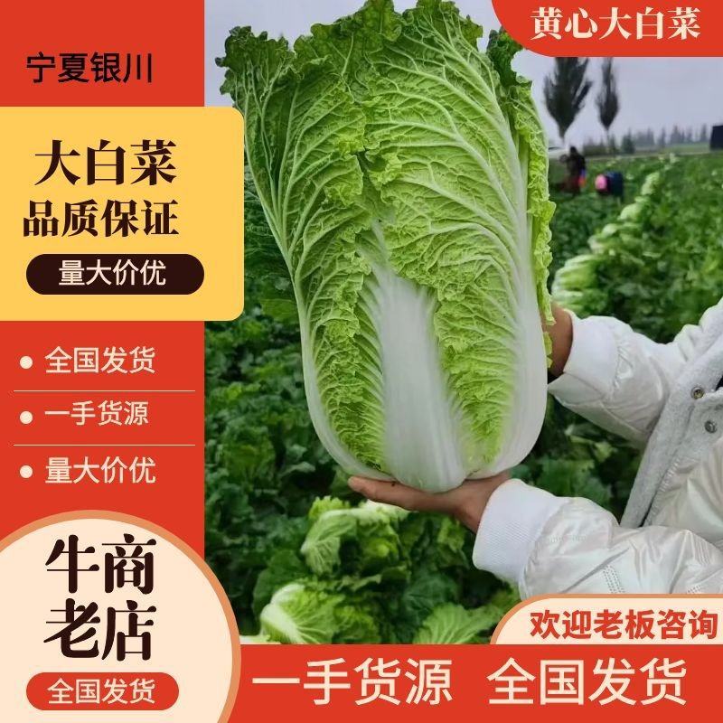 【精选】宁夏银川黄心白菜供应市场商超电商量大价优