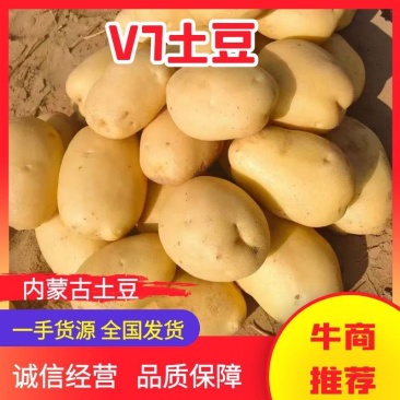 【推荐】内蒙古v7土豆供应市场商超电商量大价优