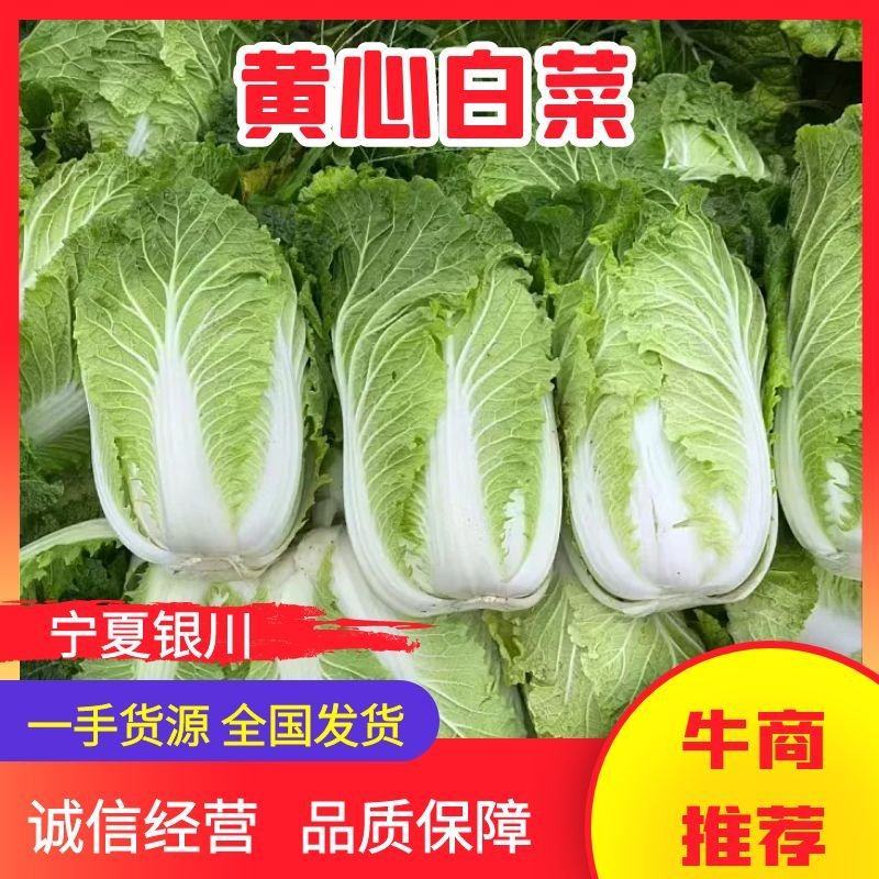 【推荐】宁夏黄心白菜供应市场商超电商量大价优